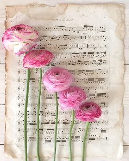 CB-2230-musicsheet_ranunculus