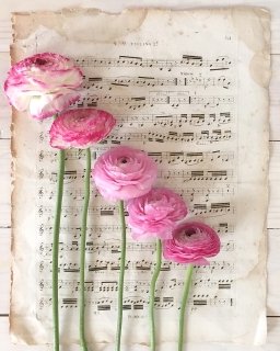 CB-2230-musicsheet_ranunculus_1