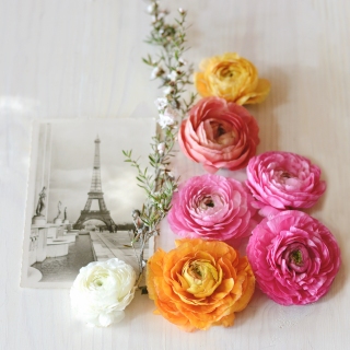 CB-2233-postcard_paris_flowers