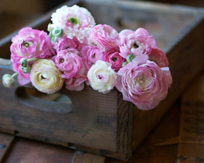 CB-2236-ranuncs_crate1