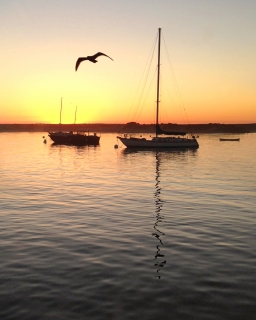 CB-2241-sailboats_sunset CB-2241-sailboats_sunset