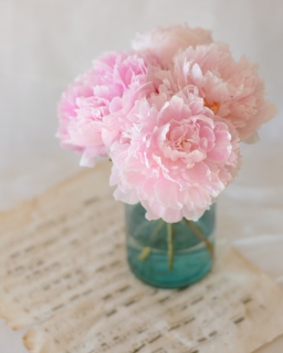 CB-2258-peonies_vertical_8x10