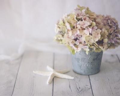 CB-2265-hydrangea_starfish_8x10