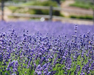 CB-2266-lavender_field