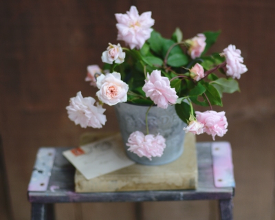 CB-2270-pot_of_roses_8x10