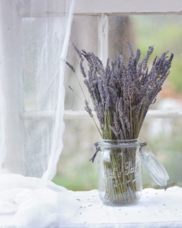 CB-2275-lavender_glass_jar_8x10