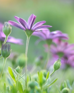 CB-2278-purple-daisy