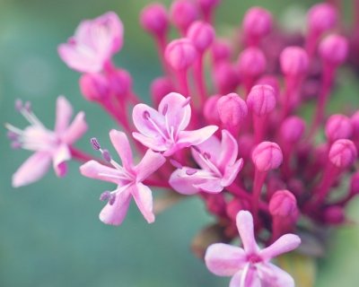 CB-2281-flower-cluster