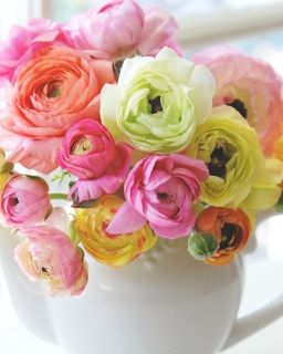 CB-2283-multicolor-ranunculus
