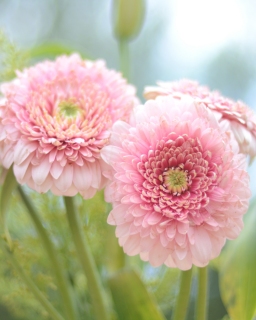 CB-2286_pink-flowers-vertical