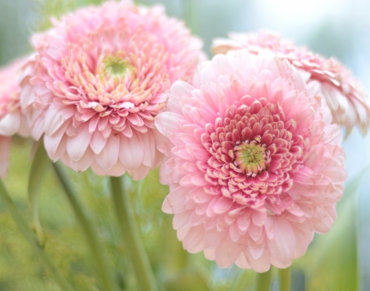 CB-2287-pink-flowers