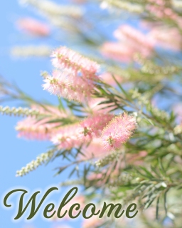 CB-2293_pink_bottlebrush-flag