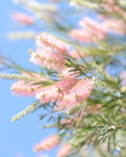CB-2293_pink_bottlebrush