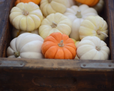 CB-2296_pumpkins