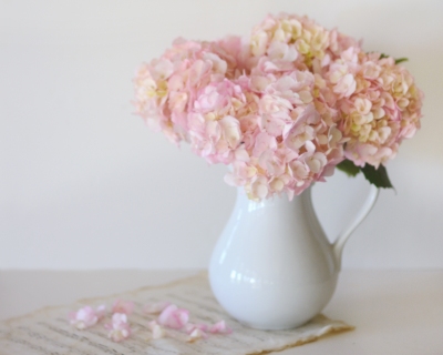 CB-2307_pink_hydrangea