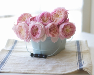 CB-2323_davidaustenroses_horizontal