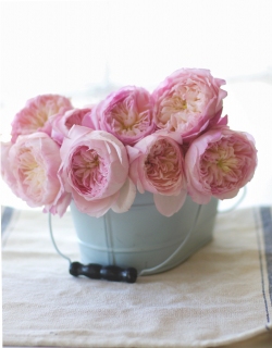 CB-2324_davidaustenroses_vertical