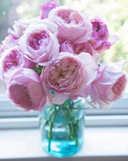 CB-2326_davidaustenroses2