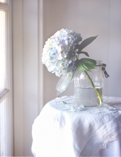 CB-2327_hydrangea_window