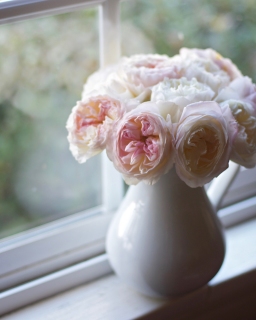 CB-2337_roses_windowsill1