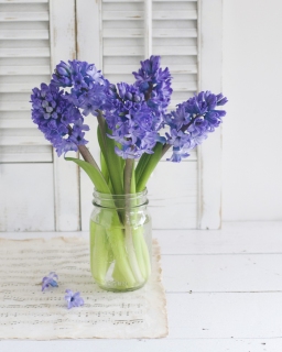 CB-2347_hyacinth_vertical