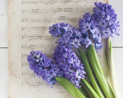 CB-2349_hyacinth_music-sheet