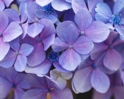 CB-2351_hydrangea CB-2351_hydrangea