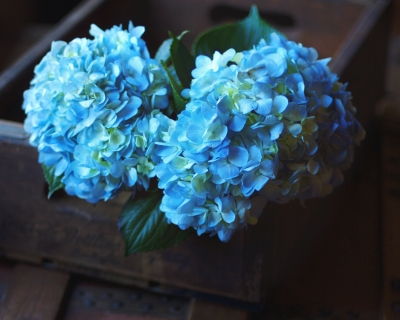 CB-2352_hydrangea_crate
