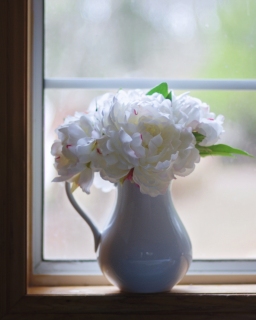 CB-2355_peonies_windowsill