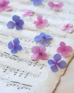 CB-2356_petals_music CB-2356_petals_music