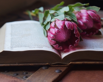 CB-2359_proteas_book