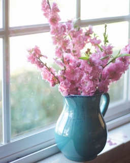 CB-2383_blossom_windowsill