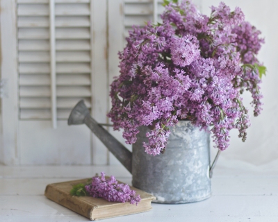 CB-2389_lilacs_wateringcan_horizontal