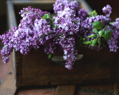 CB-2391_lilacs_crate