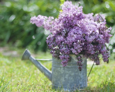 CB-2392_lilacs_outdoors_horizontal