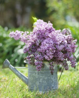 CB-2393_lilacs_outdoors_vertical