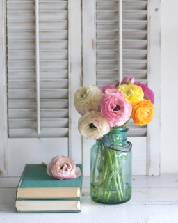 CB-2400_ranunculus_shutters