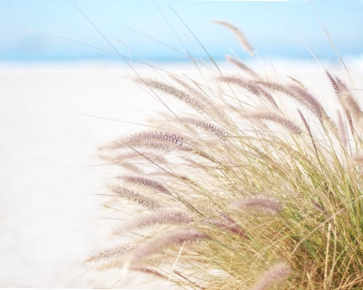 CB-2411_beach_grass1 CB-2411_beach_grass1
