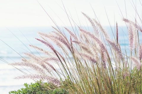 CB-2412_beachgrass2