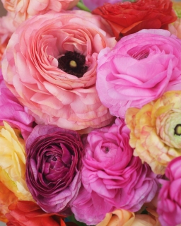 CB-2419_colorful_ranunculus CB-2419_colorful_ranunculus