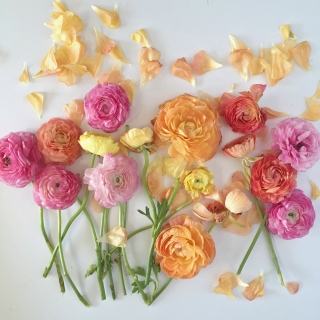 CB-2423_flowers_petals_messy