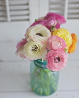 CB-2430_ranunculus_bluejar
