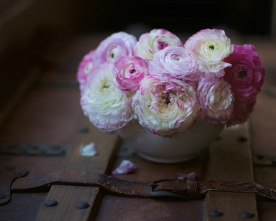 CB-2431_ranunculus_chest