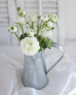 CB-2438_white_ranunculus