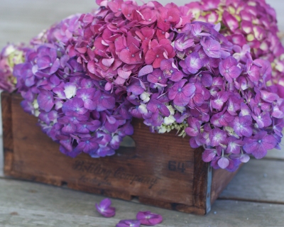 CB-2455_crate_purplehydrangea1