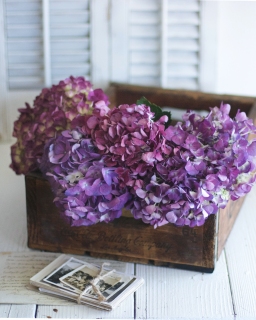 CB-2456_crate_purplehydrangea2