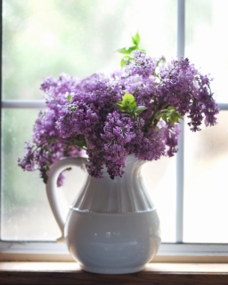 CB-2463_lilacs_windowsill
