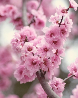 CB-2470_cherryblossom CB-2470_cherryblossom