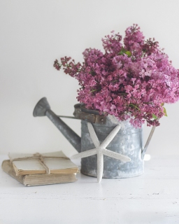 CB-2477_lilacs_starfish