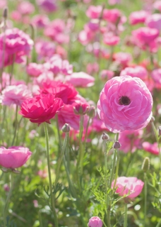 CB-2485_flowerfield1_vertical